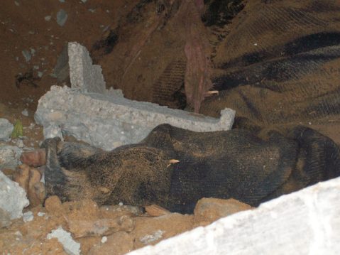 Hand among rubble beneath Samouni house