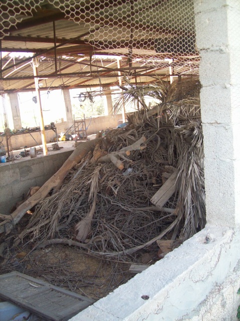 Destroyed olive trees inside destroyed chicken shed (May 08)